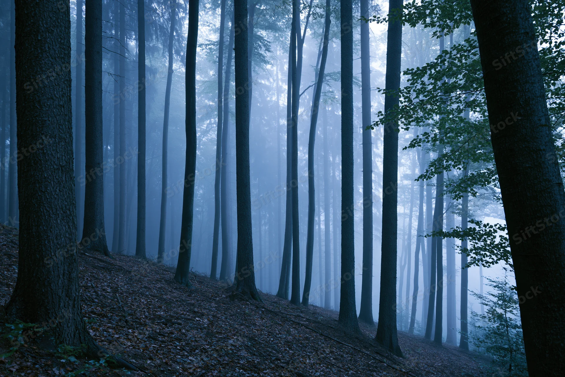 Tall straight trees in a foggy forest at night with blue ambient light filtering through the canopy