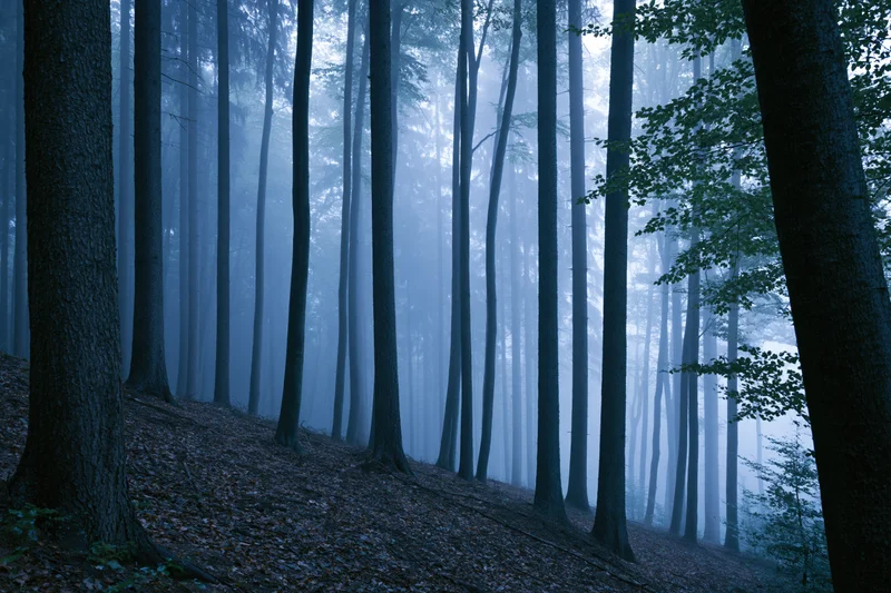 Tall straight trees in a foggy forest at night with blue ambient light filtering through the canopy