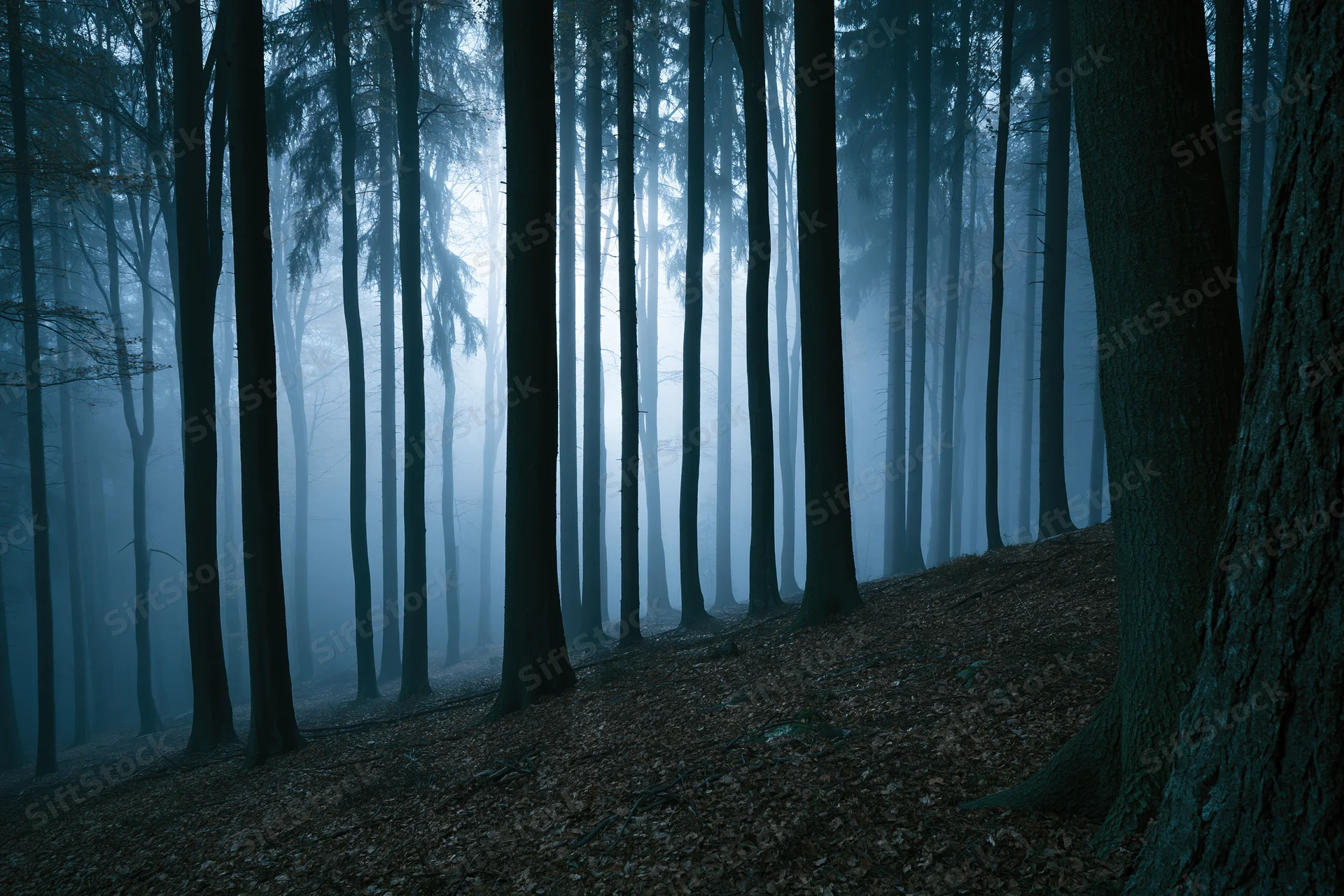Tall straight trees in a foggy dark forest at night