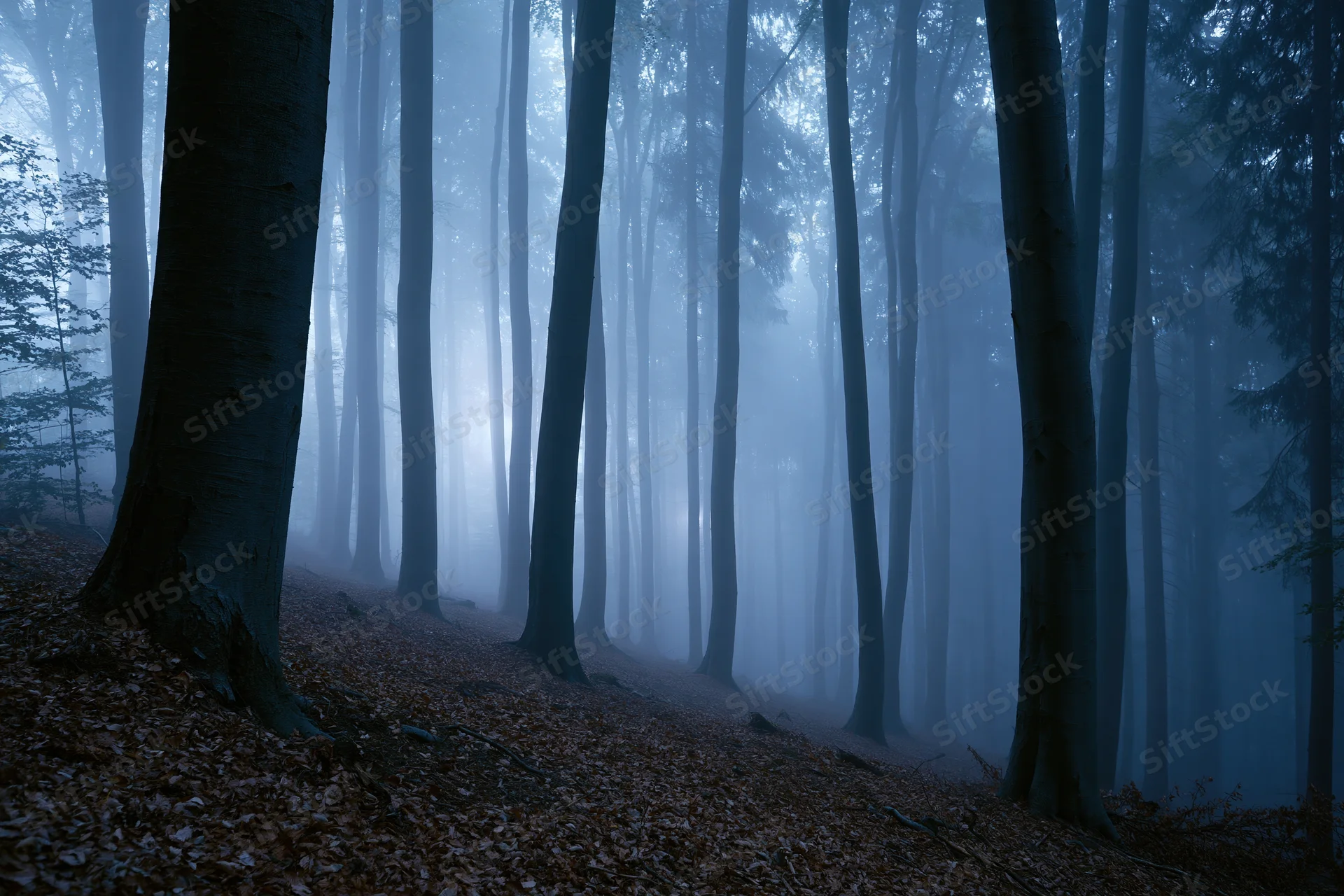 Tall straight trees in a foggy forest at night with fallen leaves on the ground