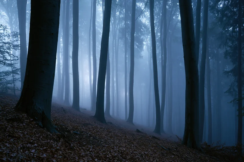 Tall straight trees in a foggy forest at night with fallen leaves on the ground