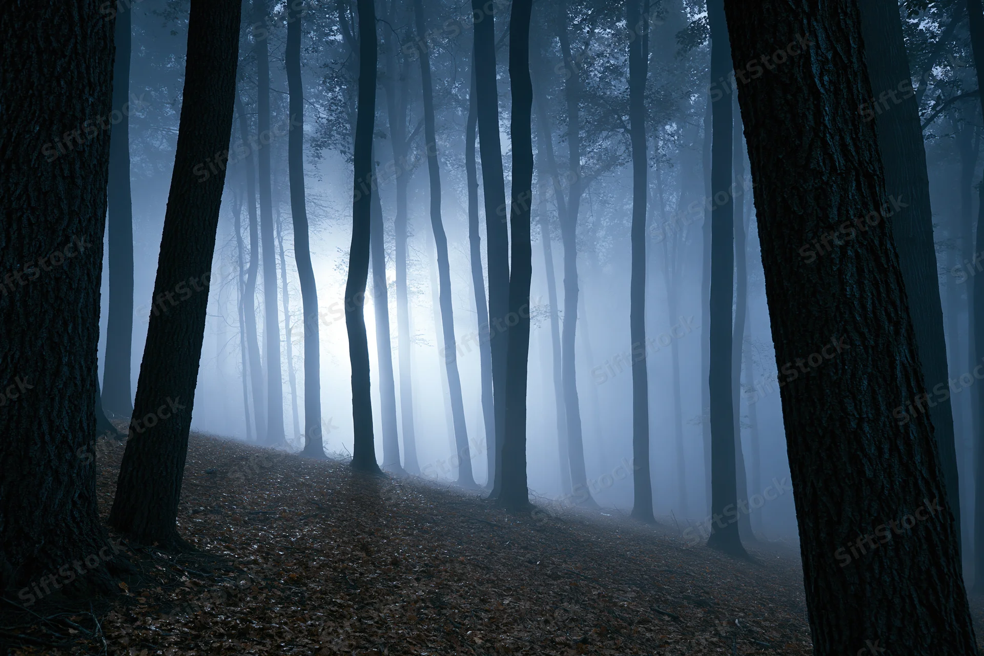 Foggy forest interior at night with tall straight trees and leaf-covered ground