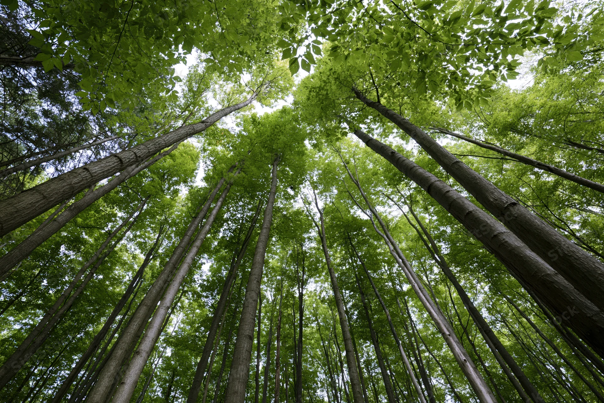 Upward view through tall deciduous trees in a dense forest canopy