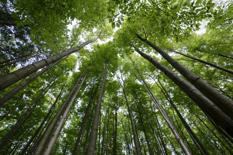 Upward view through tall deciduous trees in a dense forest canopy