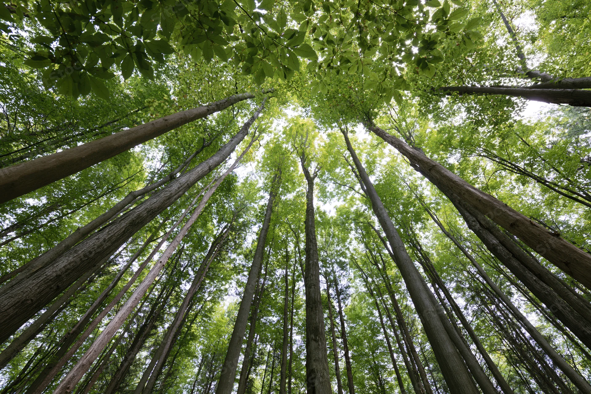 Upward view through tall deciduous trees in a dense forest canopy