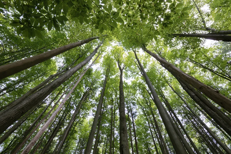 Upward view through tall deciduous trees in a dense forest canopy