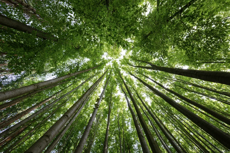 Upward view through tall deciduous trees in a dense forest canopy