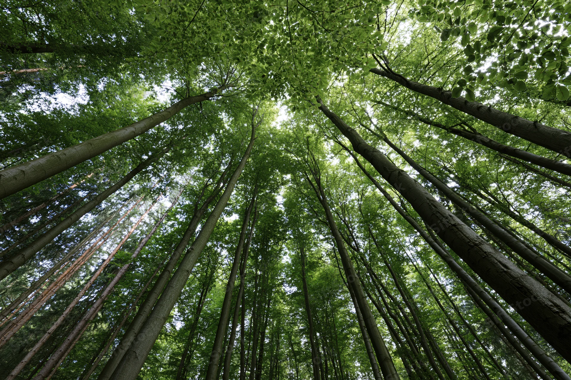 Upward view through tall deciduous trees in dense forest canopy