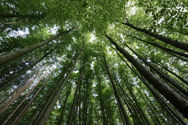 Upward view through tall deciduous trees in dense forest canopy