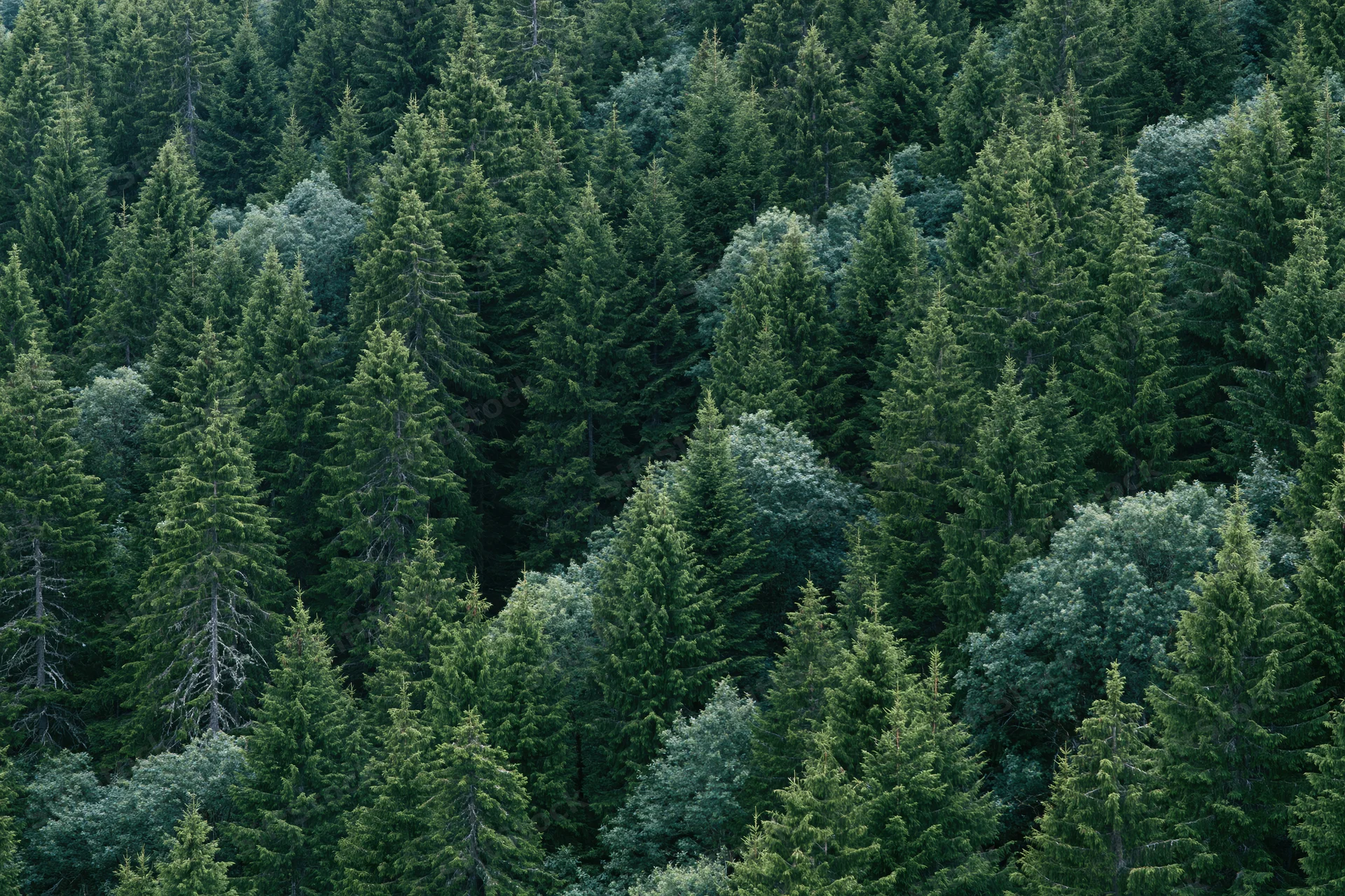Dense evergreen forest canopy viewed from above with conifer trees and green foliage filling the frame