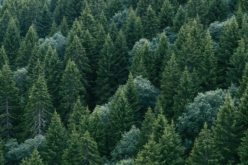 Dense evergreen forest canopy viewed from above with conifer trees and green foliage filling the frame