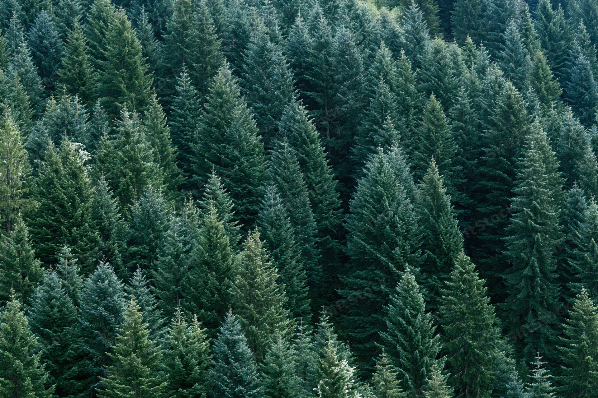 Dense evergreen forest canopy viewed from above showing treetops and foliage