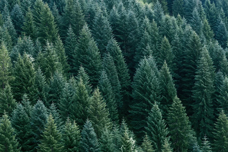 Dense evergreen forest canopy viewed from above showing treetops and foliage