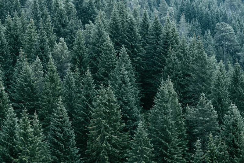 Dense evergreen forest canopy viewed from above showing treetops and foliage