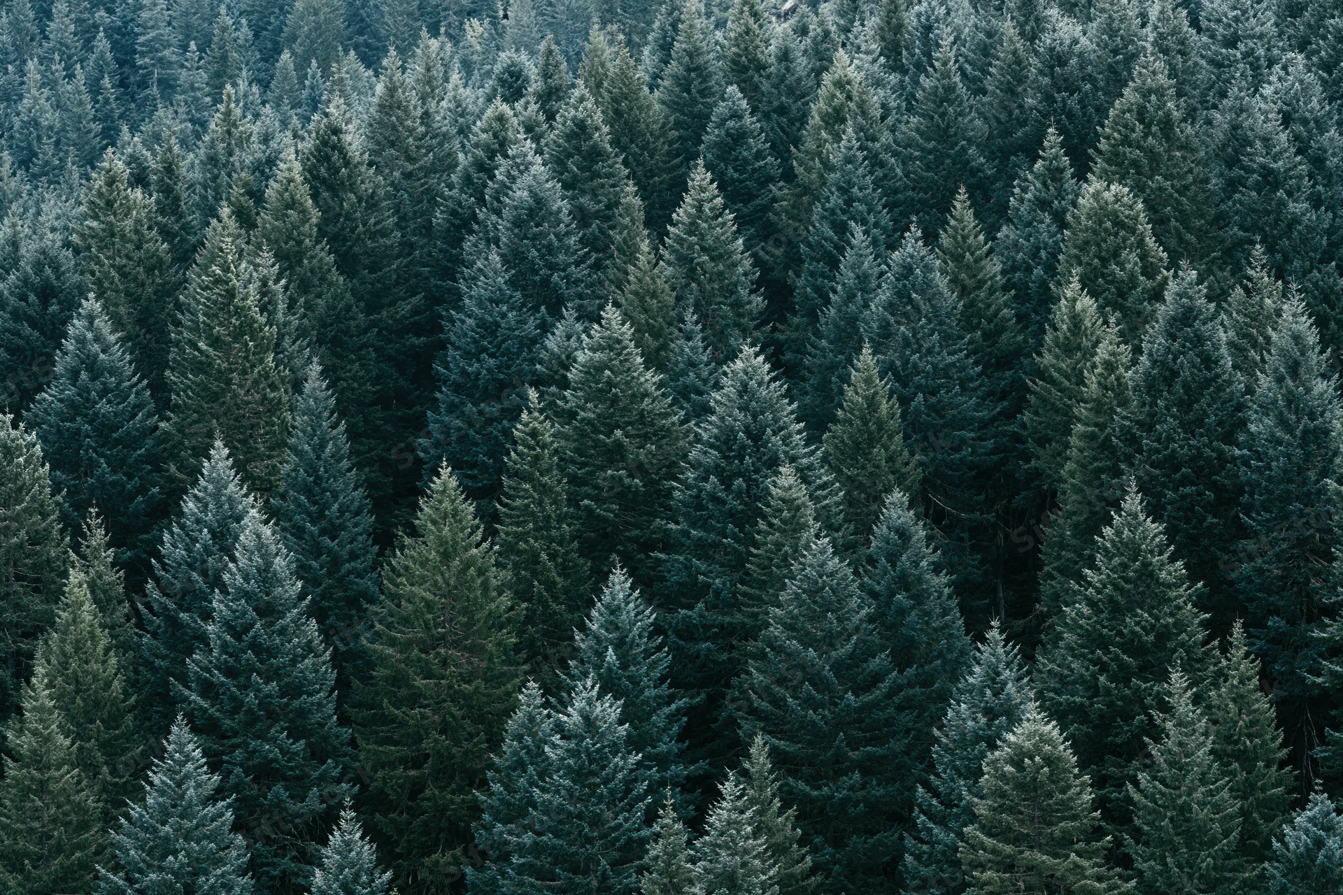 Dense evergreen forest canopy viewed from above showing treetops in cool tones