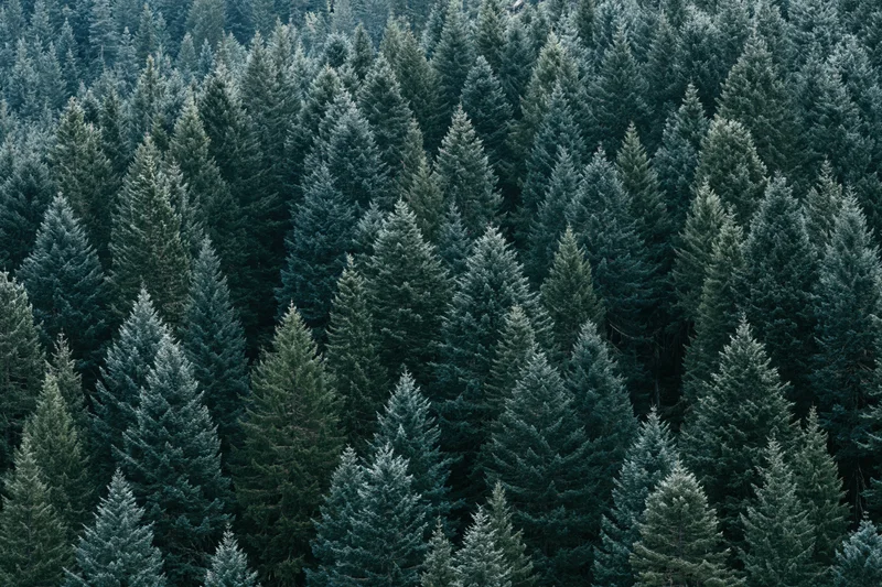 Dense evergreen forest canopy viewed from above showing treetops in cool tones