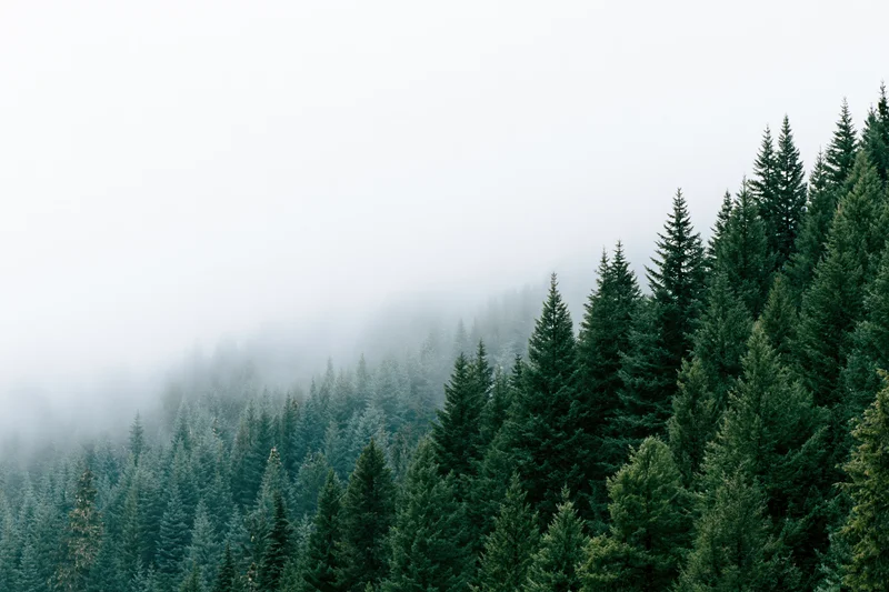 Dense evergreen forest on a mountain slope disappearing into fog