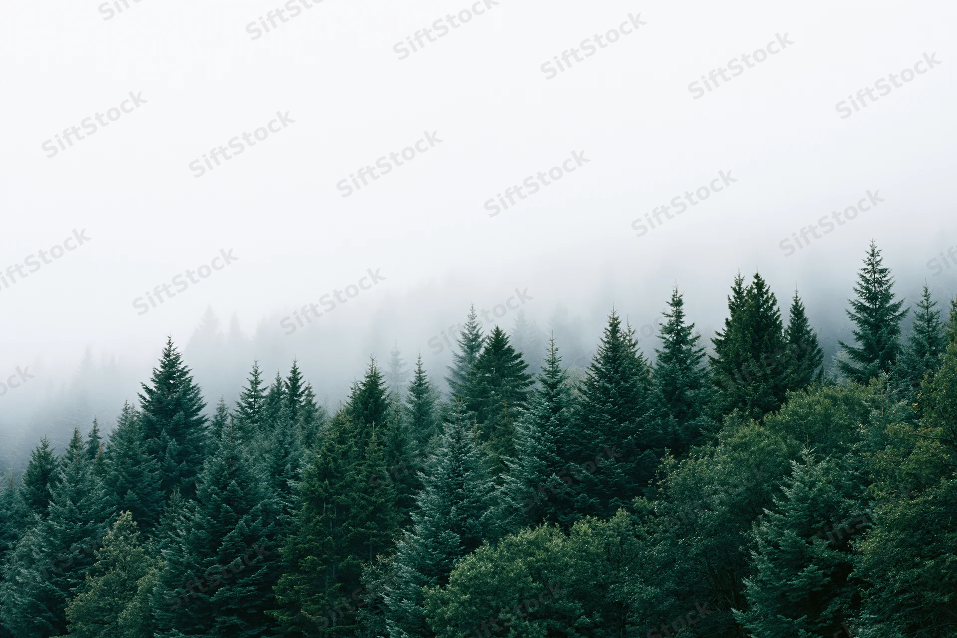 Dense evergreen forest on a mountain slope disappearing into fog