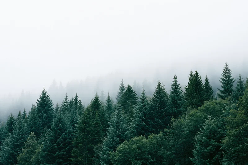 Dense evergreen forest on a mountain slope disappearing into fog