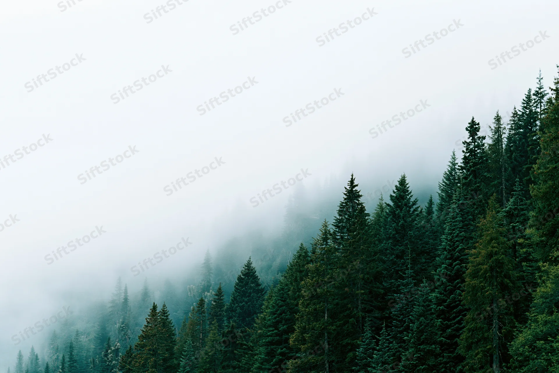 Dense evergreen forest on a mountain slope disappearing into fog