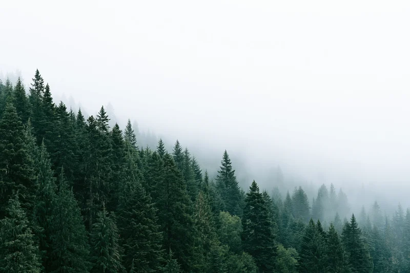 Dense evergreen forest on a mountain slope fading into fog