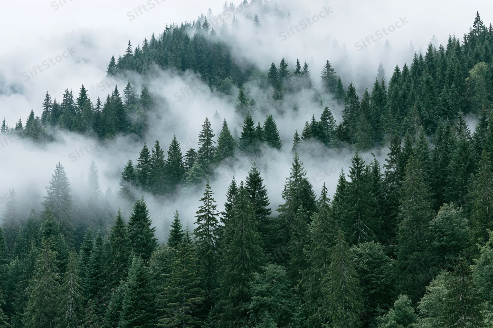 Dense evergreen forest on a mountain slope covered in fog