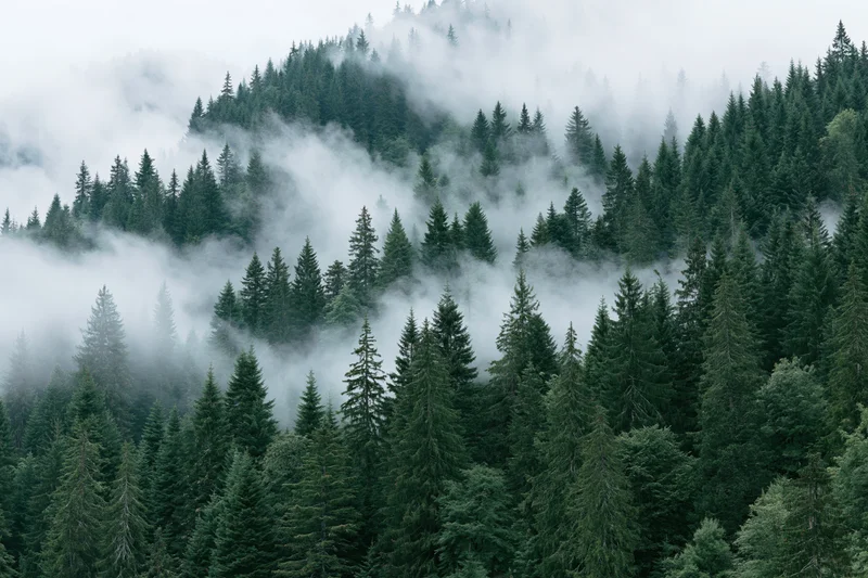 Dense evergreen forest on a mountain slope covered in fog