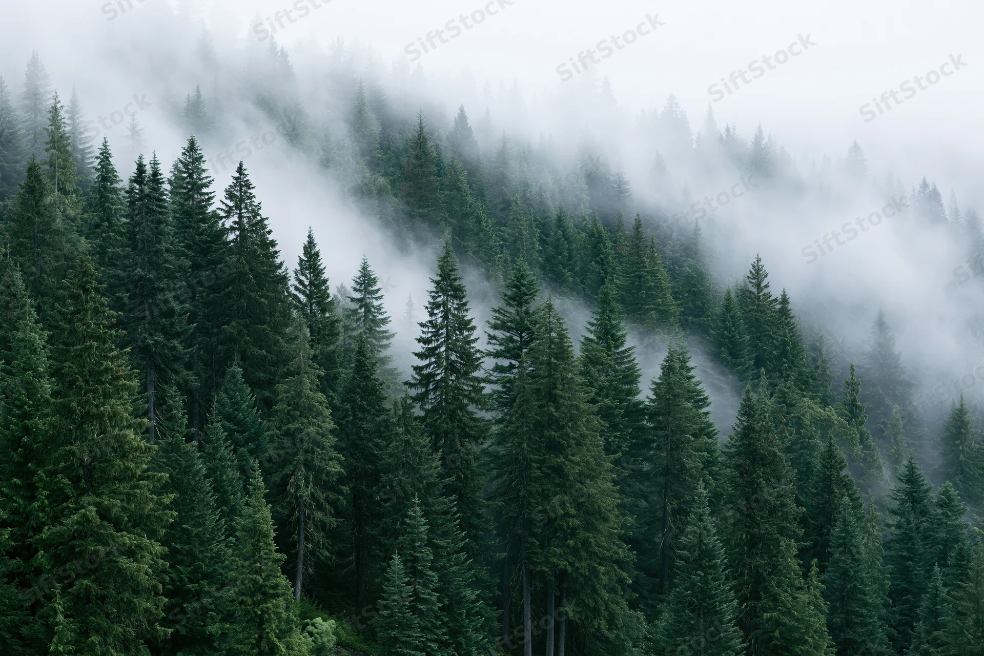 Dense evergreen forest on a mountain slope shrouded in fog