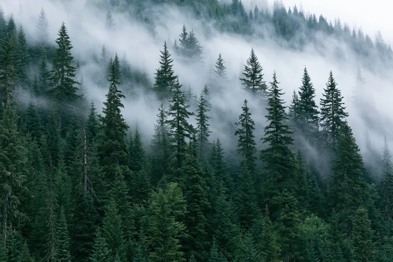 Dense evergreen forest on a mountain slope with fog drifting through tall spruce trees
