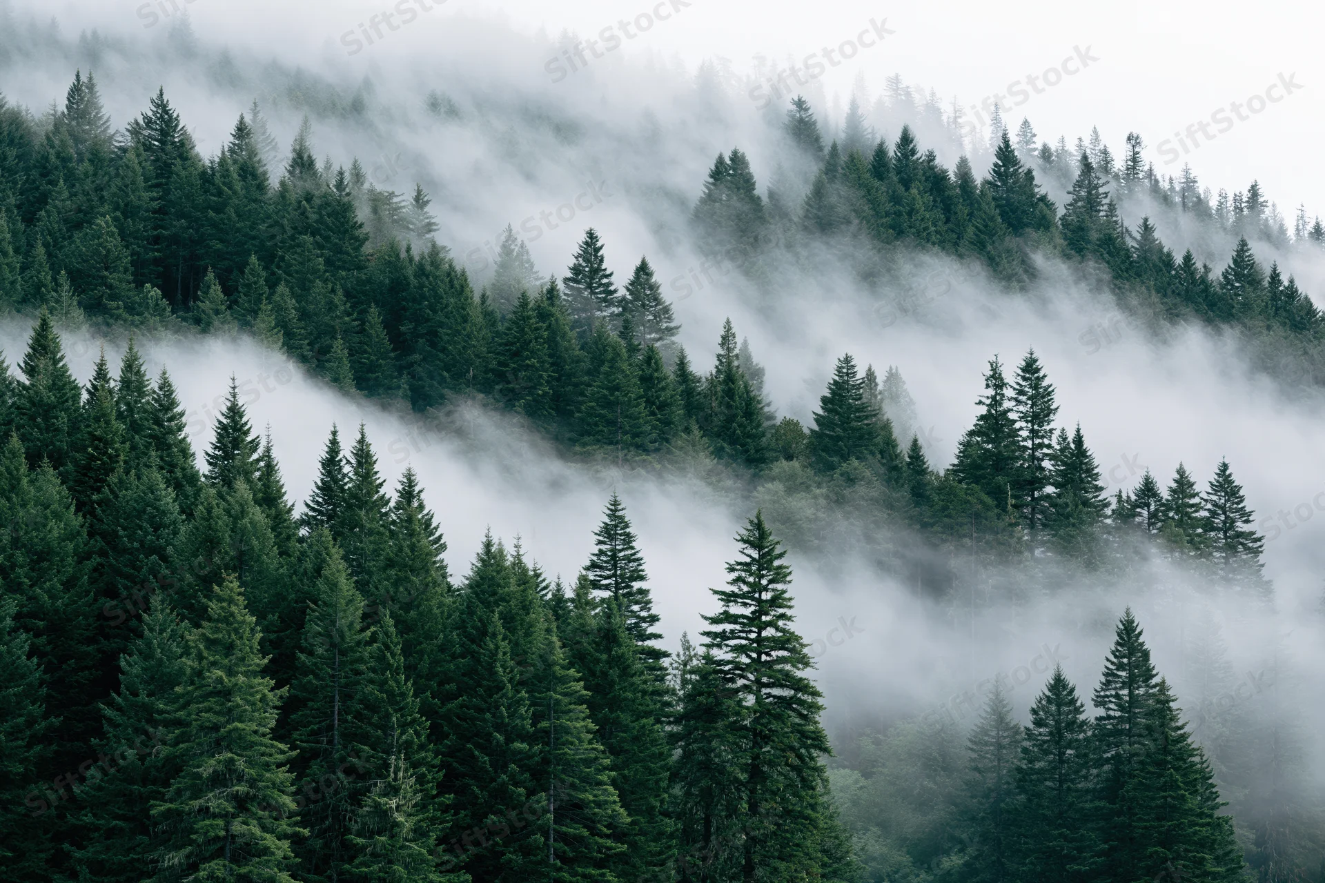 Dense evergreen forest on a mountain slope with fog drifting through the trees