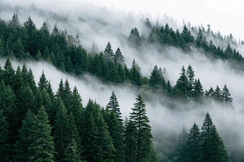 Dense evergreen forest on a mountain slope with fog drifting through the trees