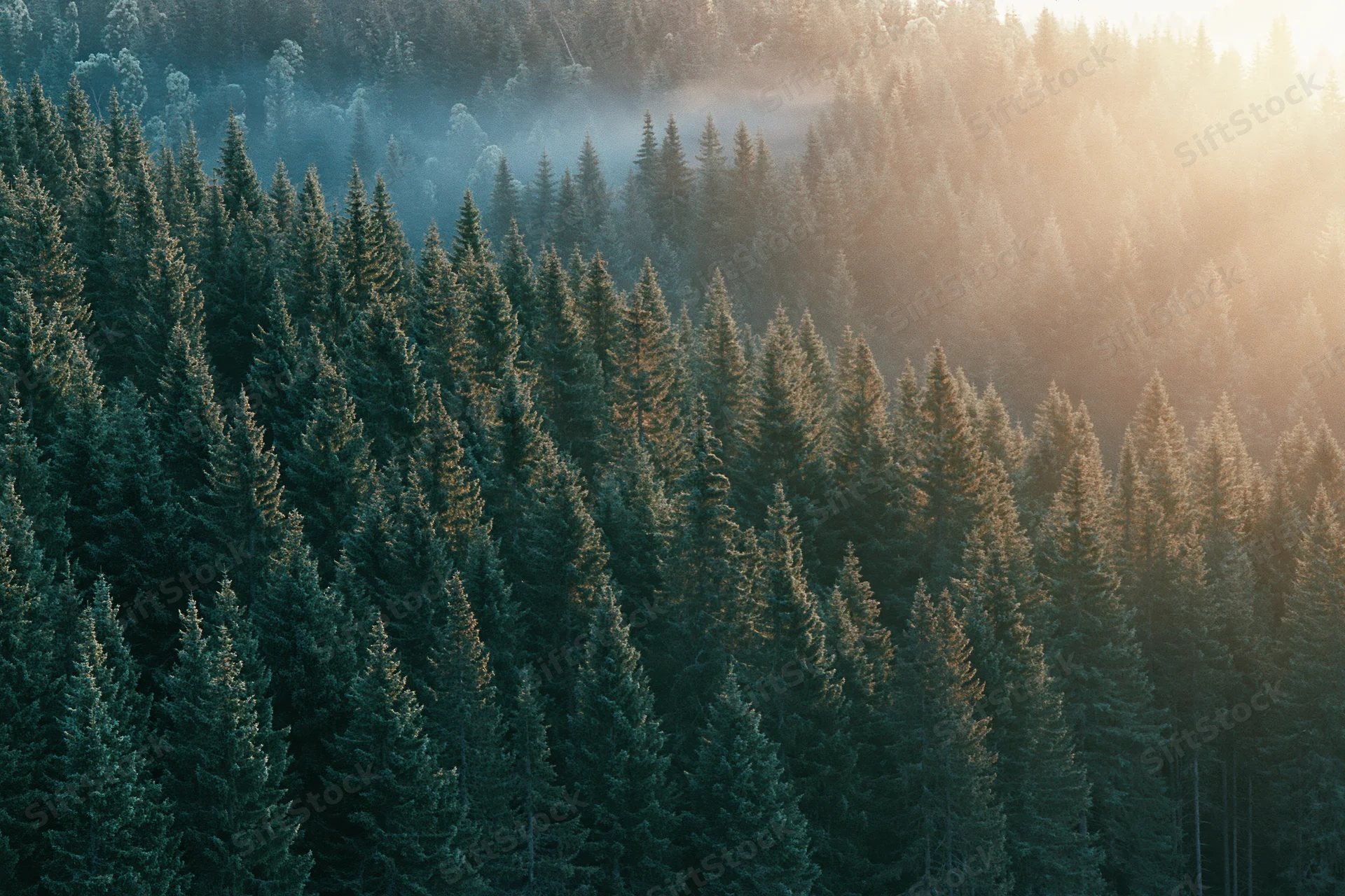Dense evergreen spruce forest covering a hillside at sunrise with mist drifting through the treetops
