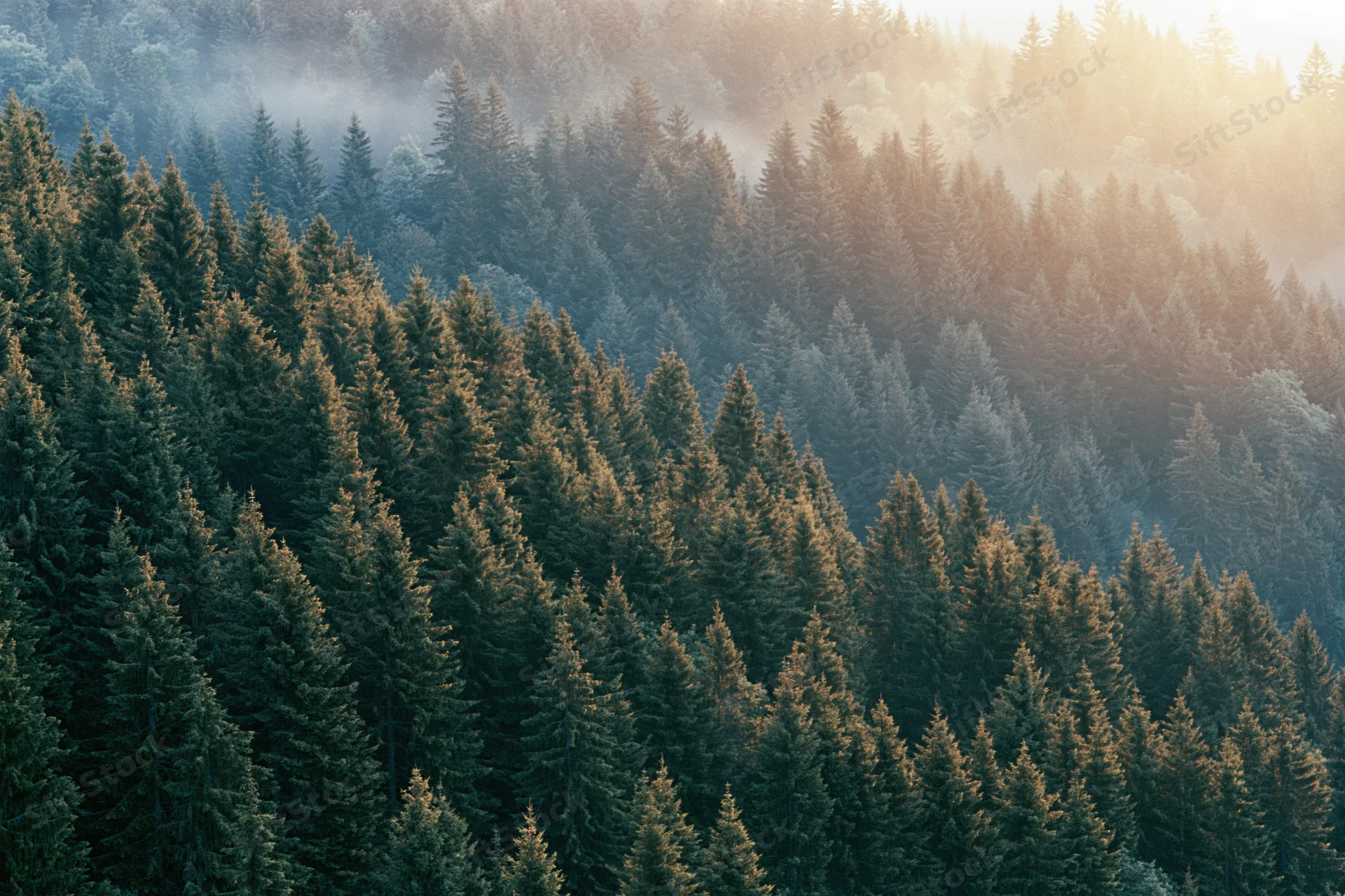 Dense evergreen spruce forest covering a hillside at sunrise with mist and golden light