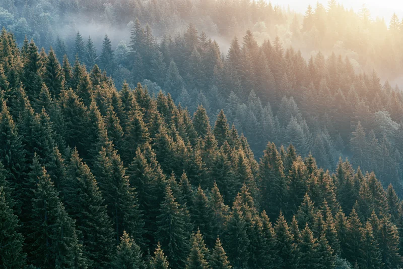 Dense evergreen spruce forest covering a hillside at sunrise with mist and golden light