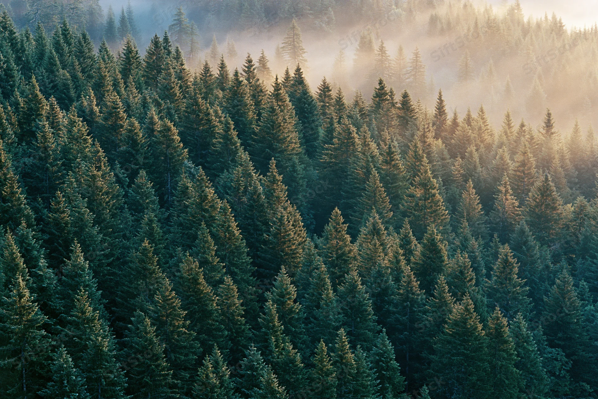 Dense spruce forest covering a hillside in morning mist with golden light filtering through the trees