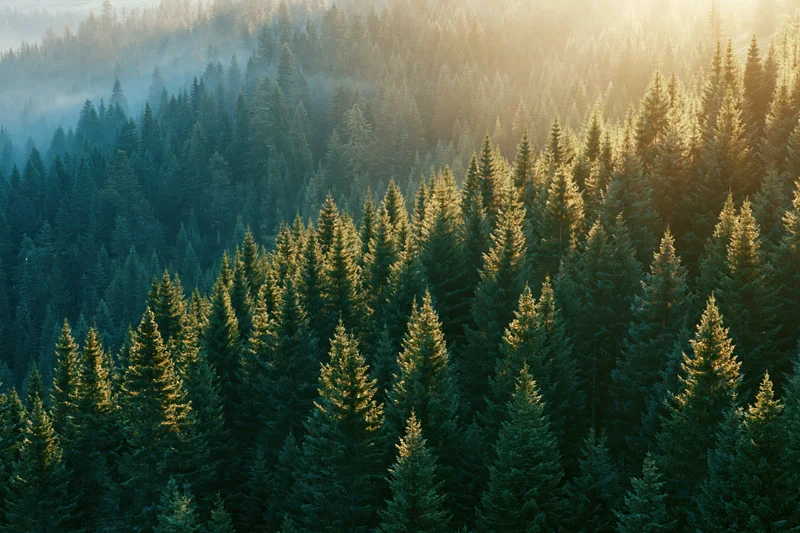 Dense evergreen spruce forest covering a hillside at dawn with sunlight filtering through the trees and mist in the valley below