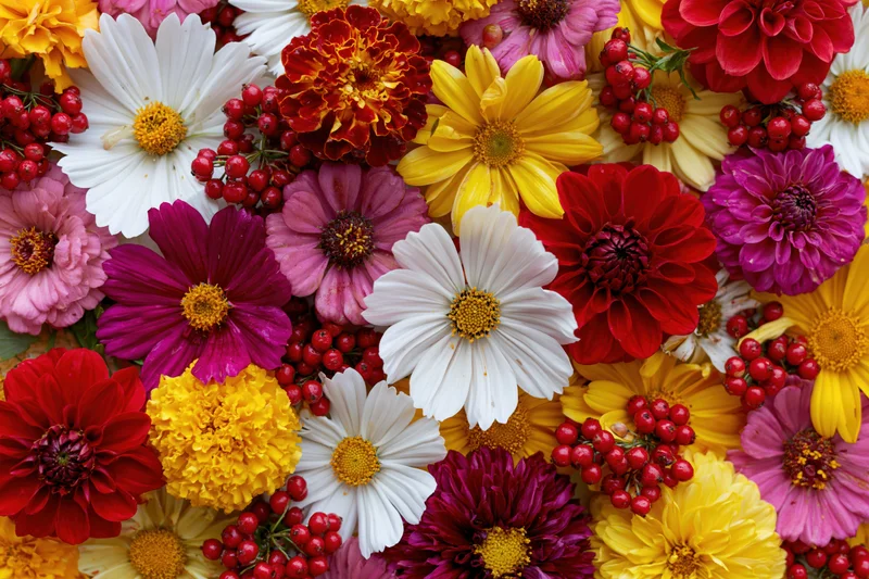 Dense flat-lay of mixed garden flowers and red berries filling the frame