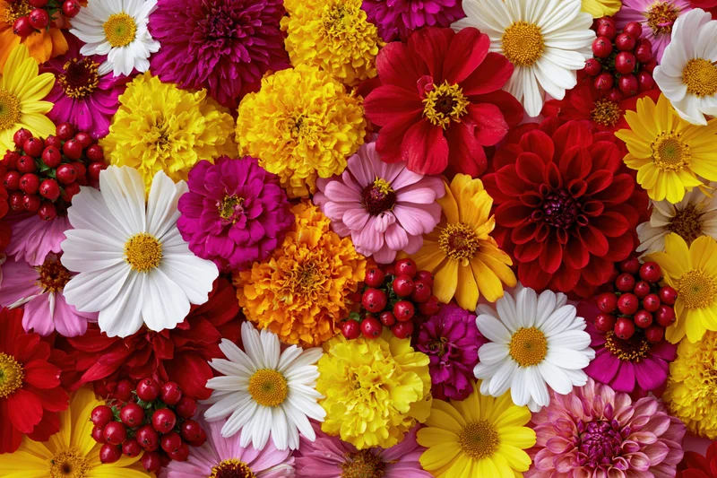 Dense flat-lay of mixed garden flowers including daisies, zinnias, marigolds and berries arranged in vibrant colors filling the frame