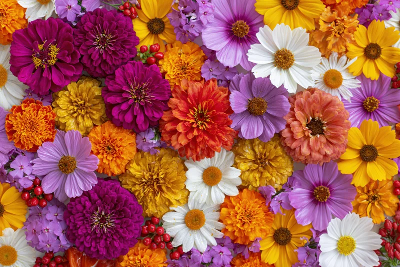 Dense flat lay of mixed garden flowers covering the entire frame in vibrant colors