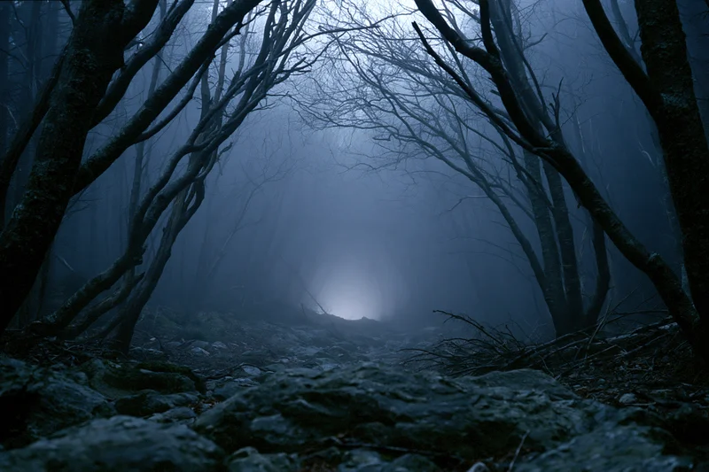 Twisted bare trees frame a dim glowing path through a foggy forest at night