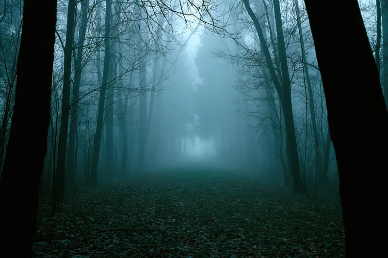 Foggy forest path lined with bare deciduous trees at dusk