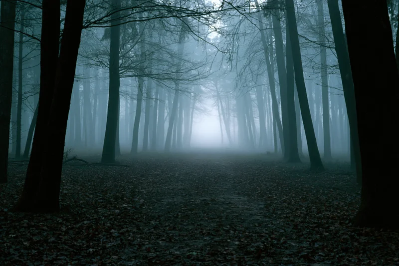 Foggy forest path lined with bare deciduous trees at dusk