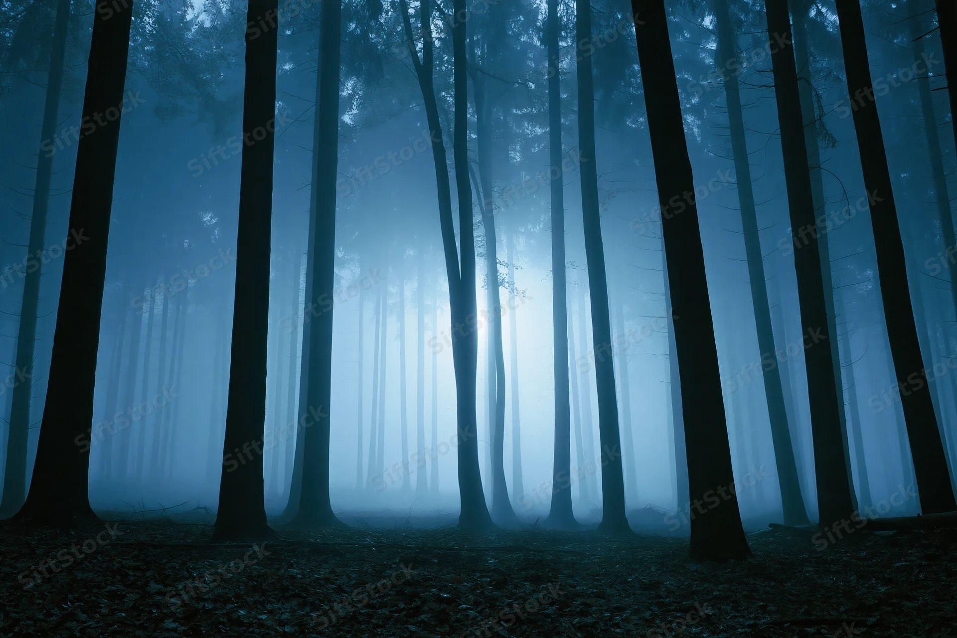 Tall slender tree trunks receding into foggy forest at night