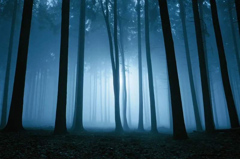 Tall slender tree trunks receding into foggy forest at night