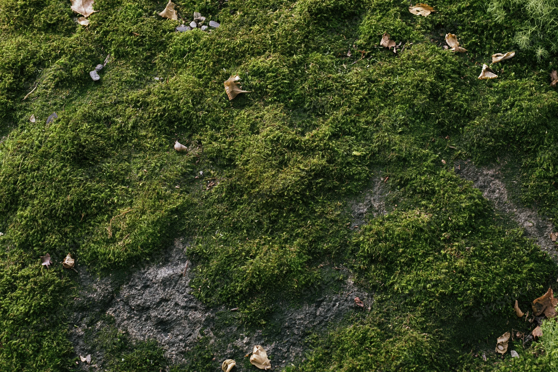Dense green moss covering a flat stone surface in a forest setting