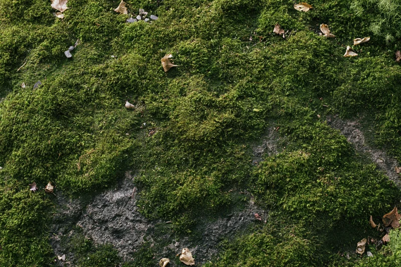 Dense green moss covering a flat stone surface in a forest setting