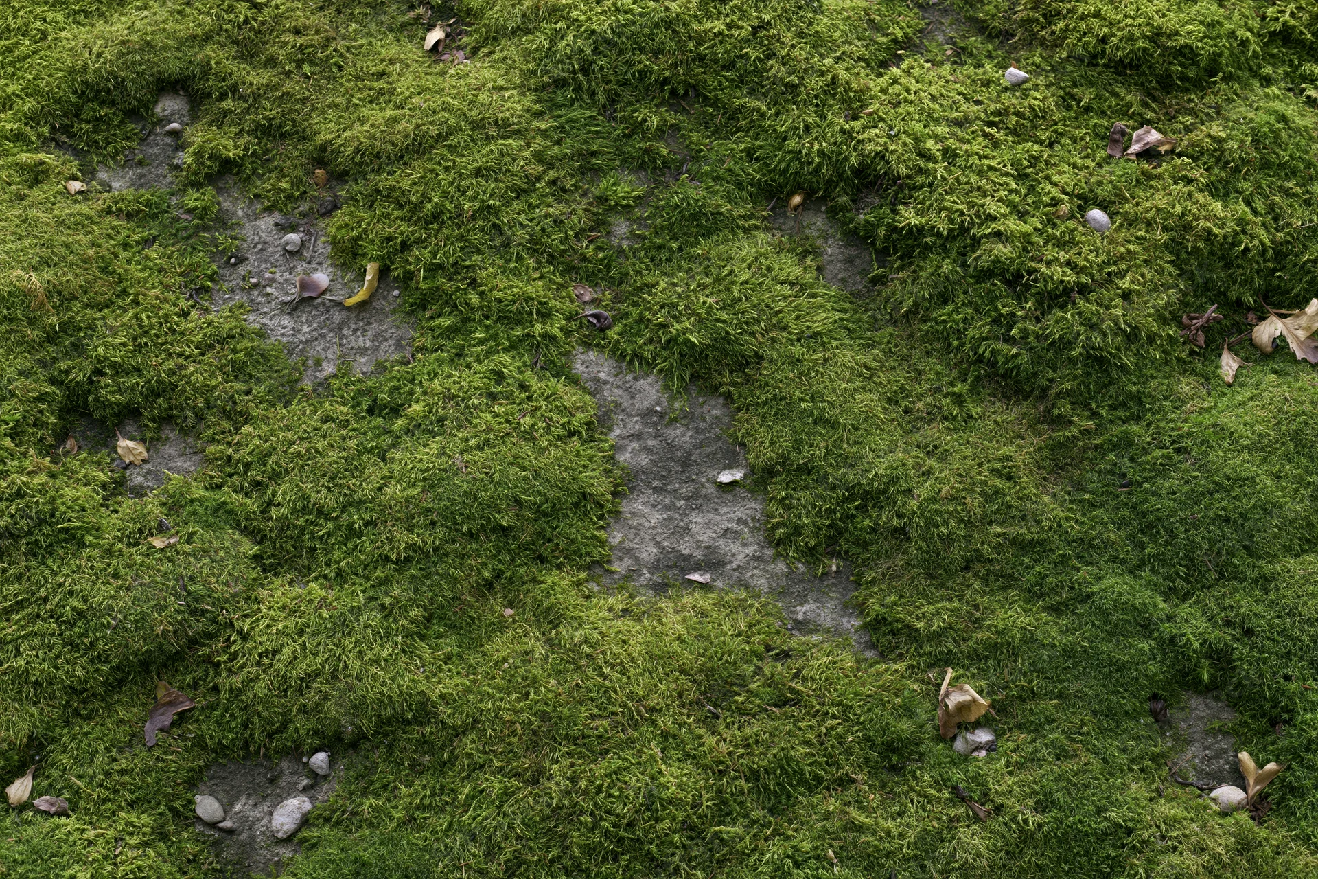 Dense green moss covering a flat stone surface in a forest floor setting
