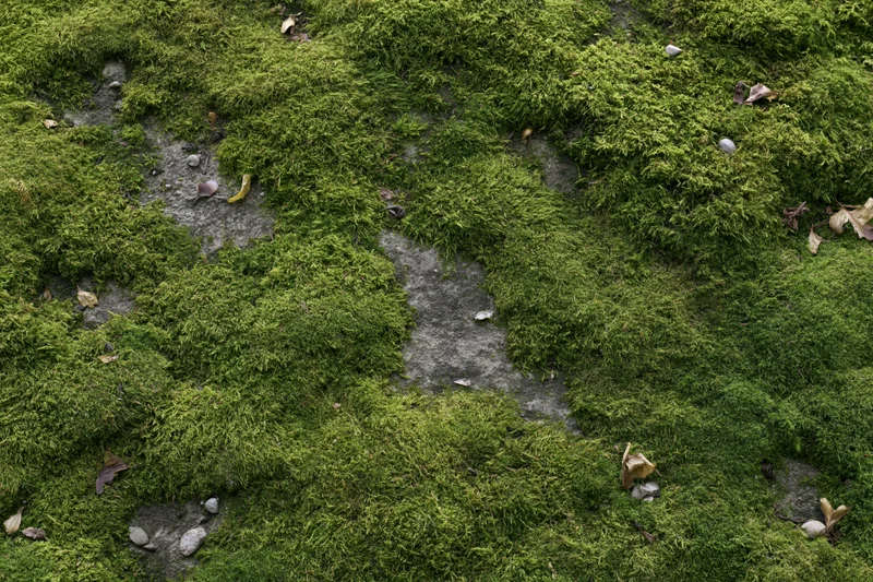 Dense green moss covering a flat stone surface in a forest floor setting