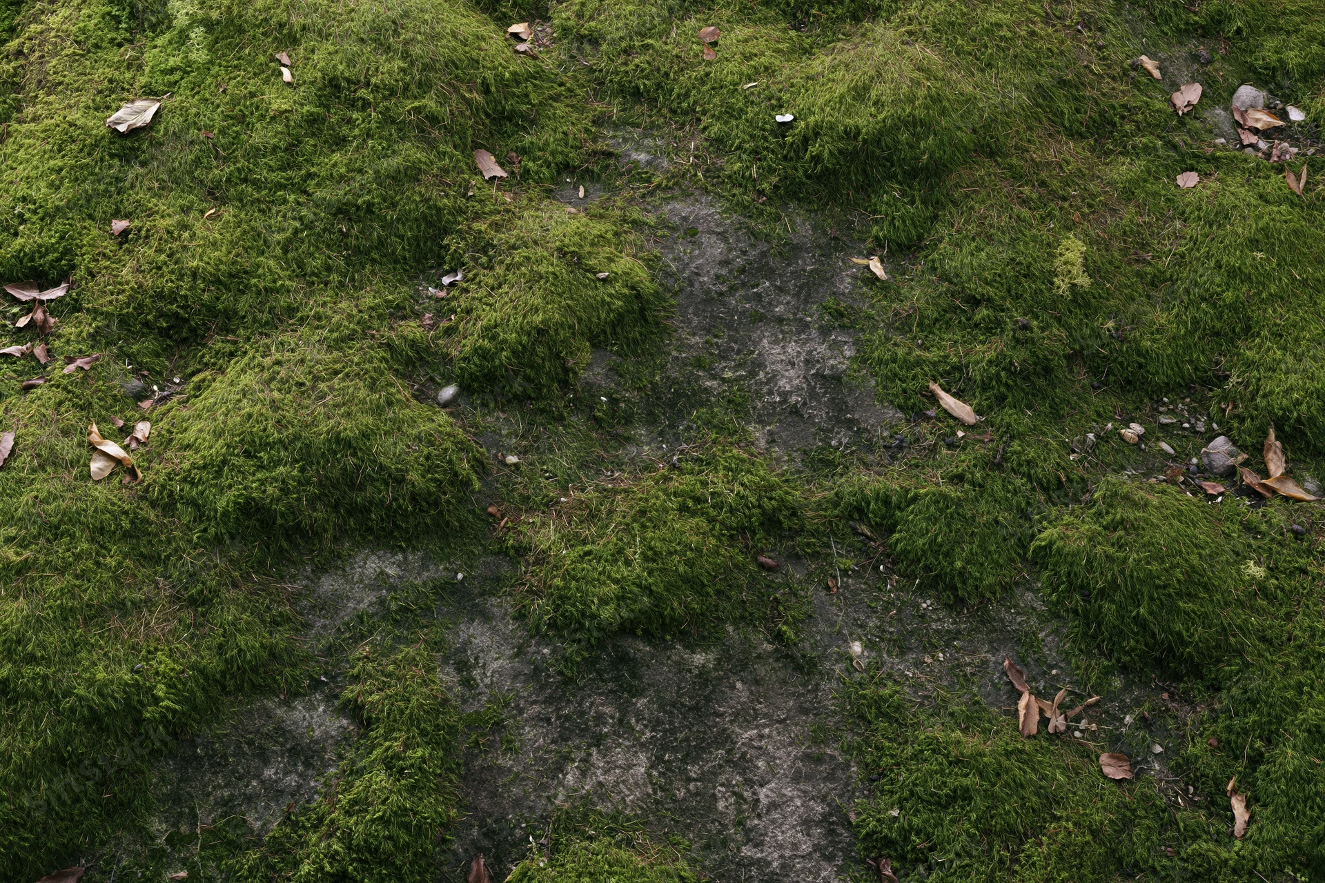 Dense green moss covering a flat stone surface in a forest floor setting