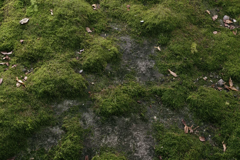 Dense green moss covering a flat stone surface in a forest floor setting